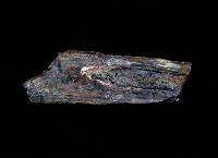 藏品(動物骨化石)的圖片